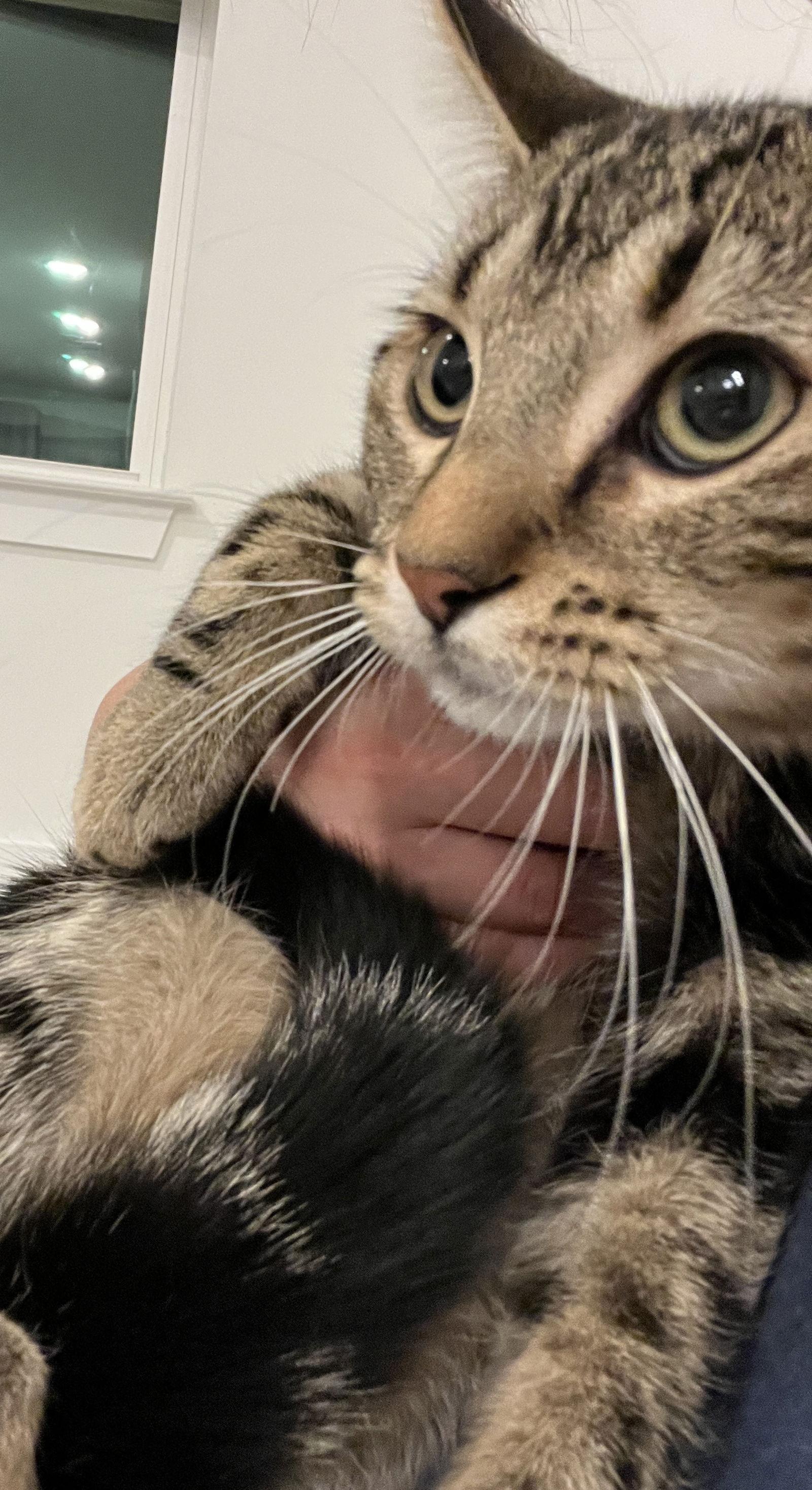 Enlarge Biscuit, a Adoptable mixed breed in Alpharetta, GA image 2/3