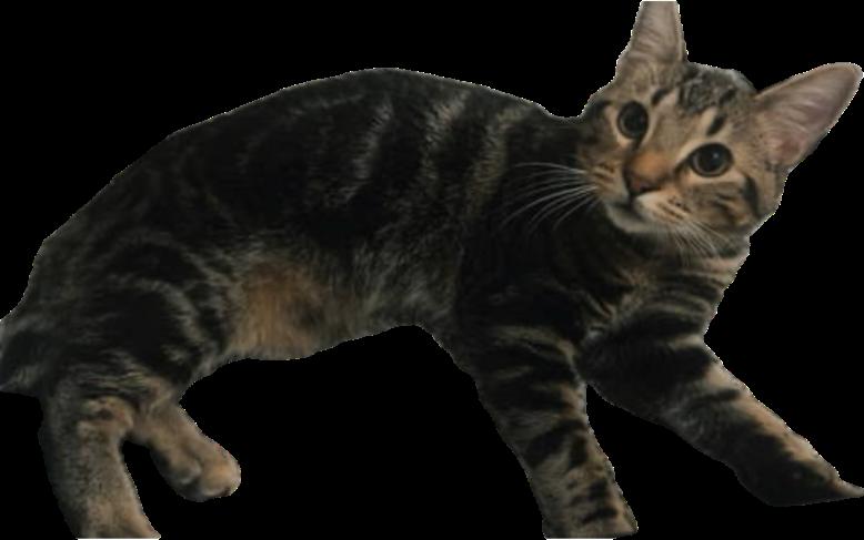 Enlarge Biscuit, a Adoptable mixed breed in Alpharetta, GA image 3/3