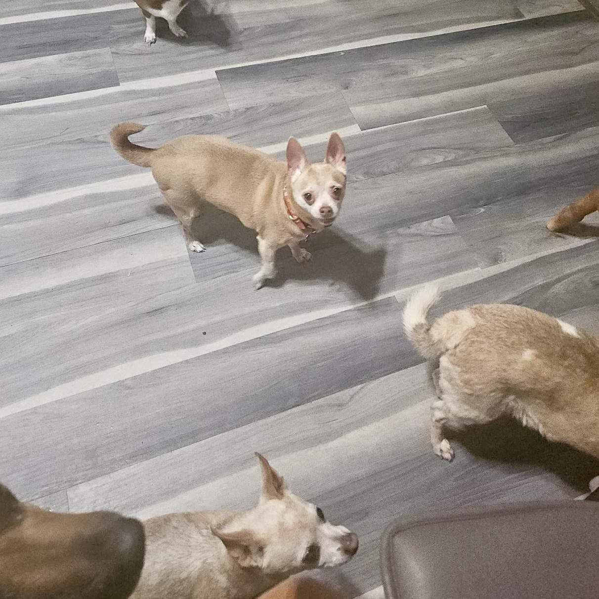 Enlarge Fawn, a Adoptable Chihuahua in High View, WV image 3/3