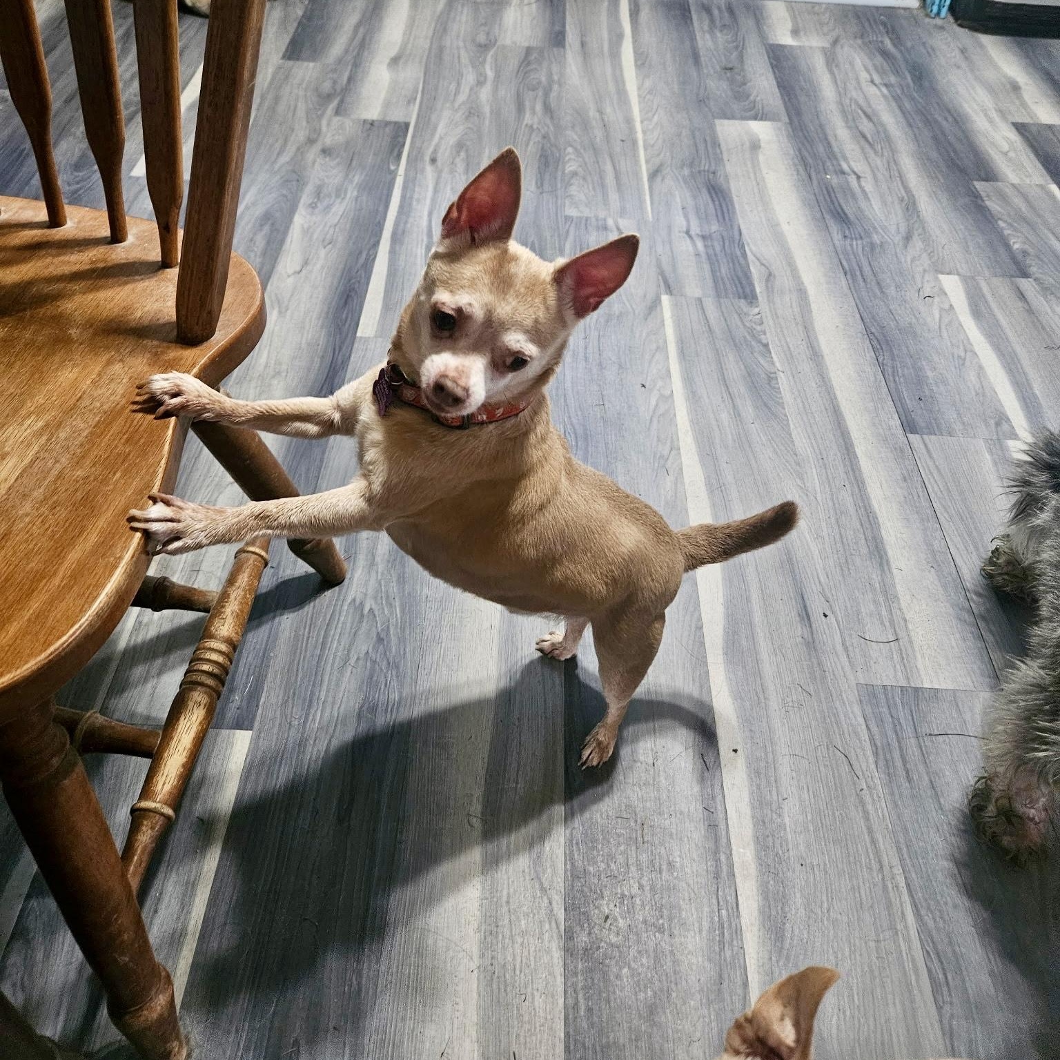 Enlarge Fawn, a Adoptable Chihuahua in High View, WV image 2/3