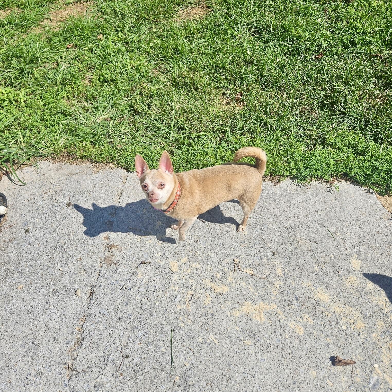 Enlarge Fawn, a Adoptable Chihuahua in High View, WV image 1/3