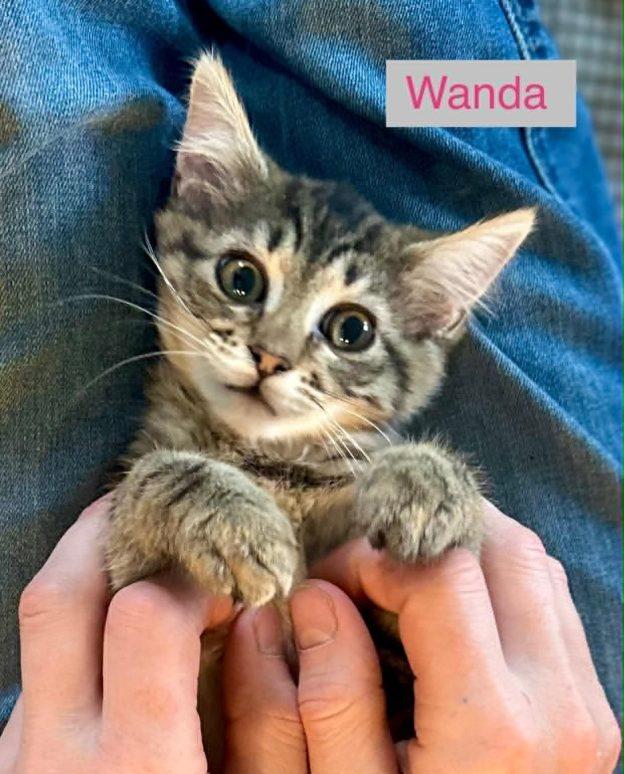 Kittens in Anchorage, ADOPTABLE, Kitten Male Domestic Medium Hair.