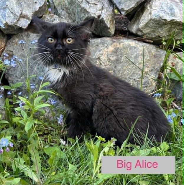 Enlarge Kittens in Anchorage, a ADOPTABLE Domestic Medium Hair in Anchorage, AK image 2/3