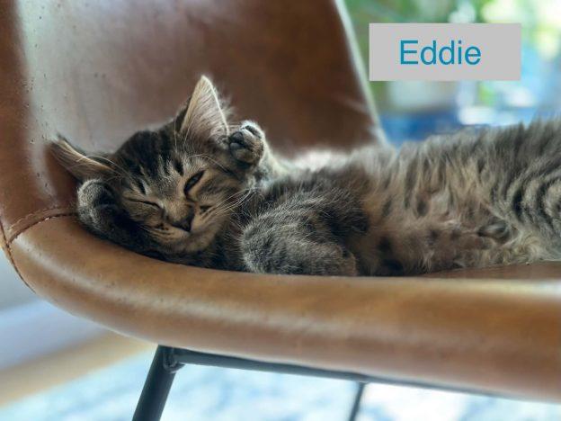 Enlarge Kittens in Anchorage, a ADOPTABLE Domestic Medium Hair in Anchorage, AK image 3/3