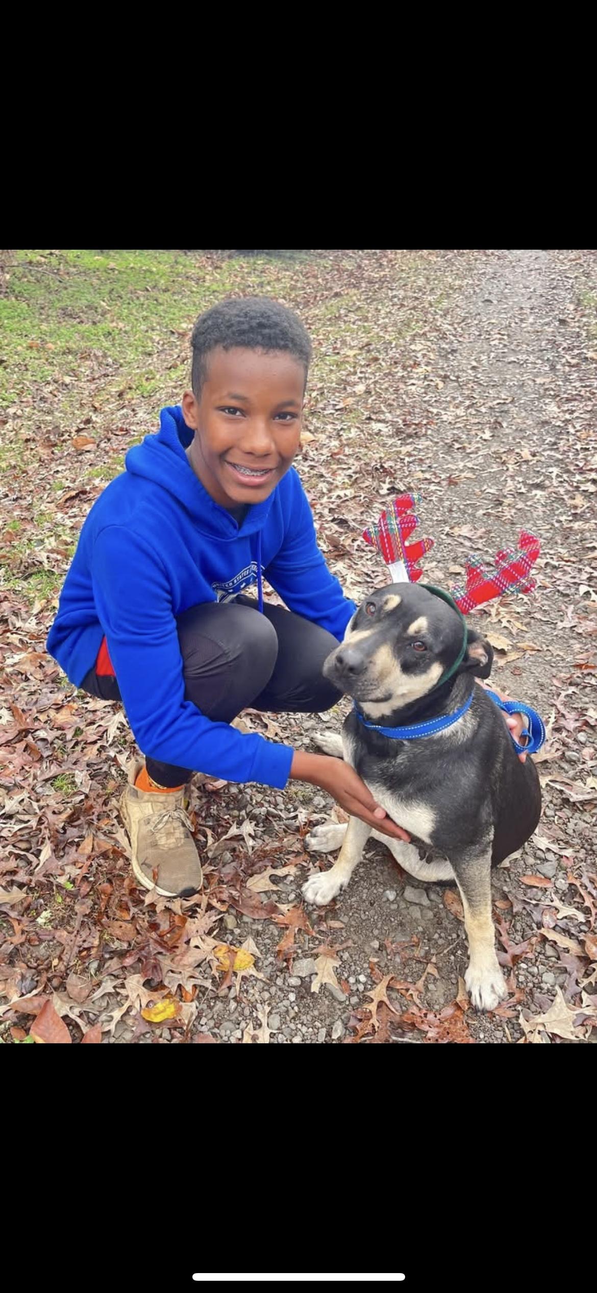 LAUREL, ADOPTABLE, Adult Female Terrier & German Shepherd Dog.