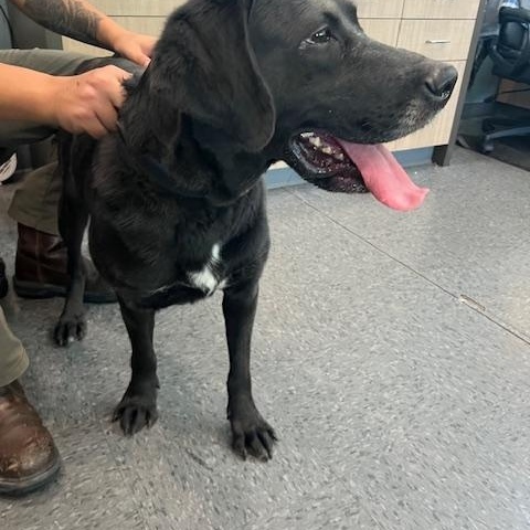 Winnie, an adoptable Black Labrador Retriever in Shelbyville, IN image 1/2