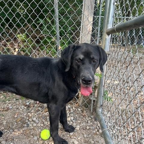 Winnie, an adoptable Black Labrador Retriever in Shelbyville, IN image 2/2