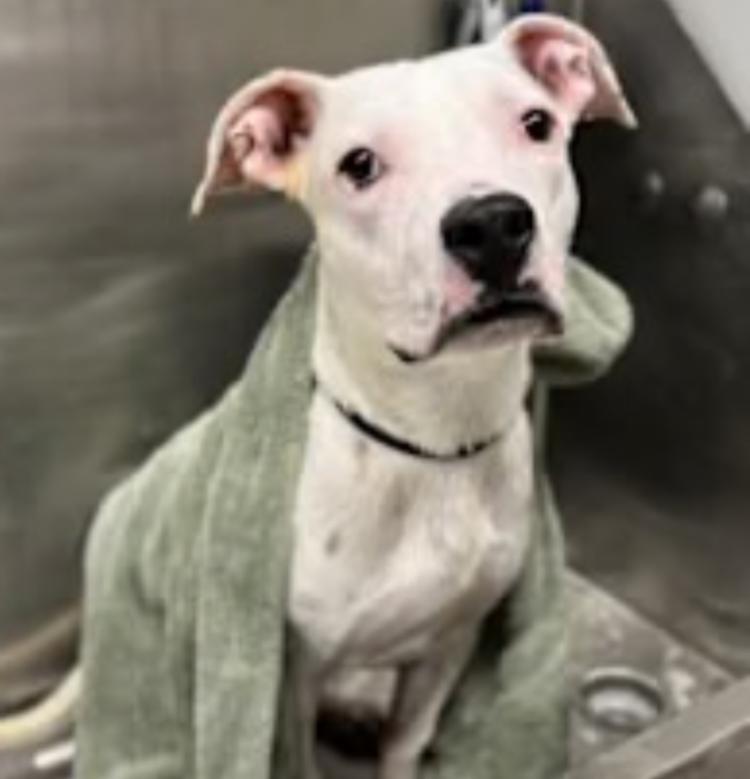 Enlarge BOLT, a Adoptable mixed breed in Carroll, OH image 2/4