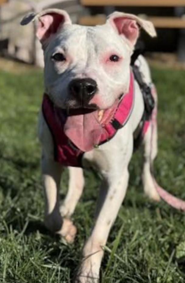 Enlarge BOLT, a Adoptable mixed breed in Carroll, OH image 4/4