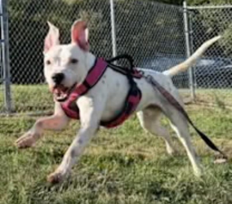 Enlarge BOLT, a Adoptable mixed breed in Carroll, OH image 1/4