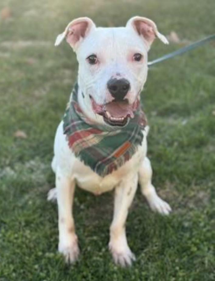 Enlarge BOLT, a Adoptable mixed breed in Carroll, OH image 3/4