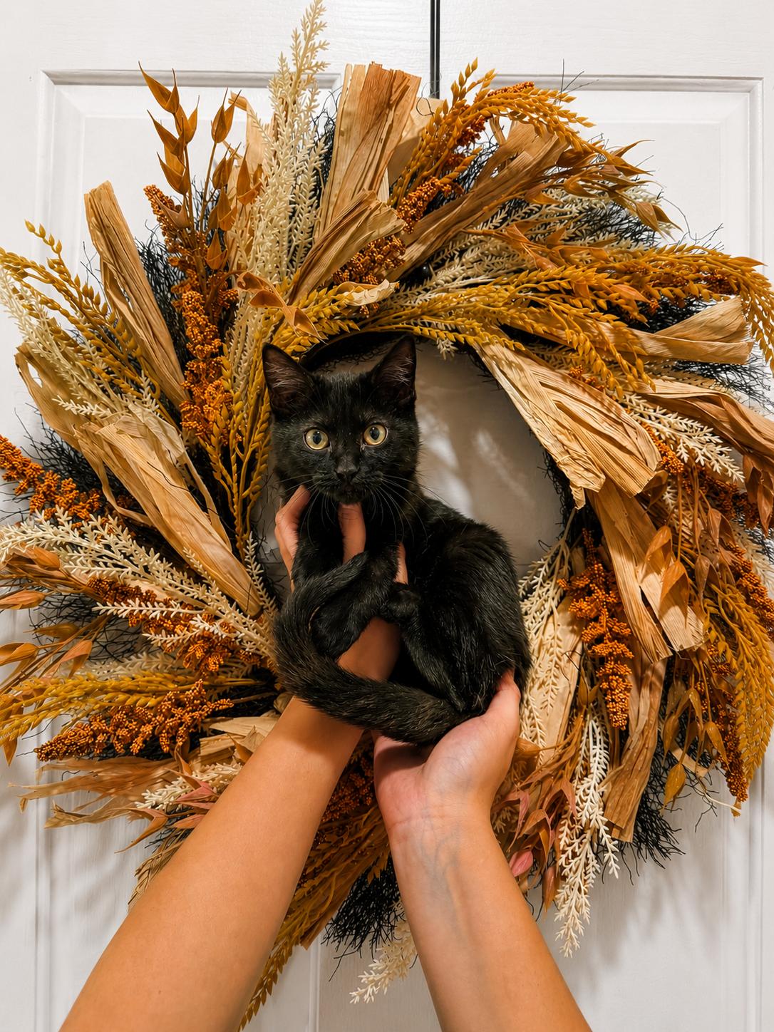 Danika, Adoptable, Kitten Female Domestic Short Hair.