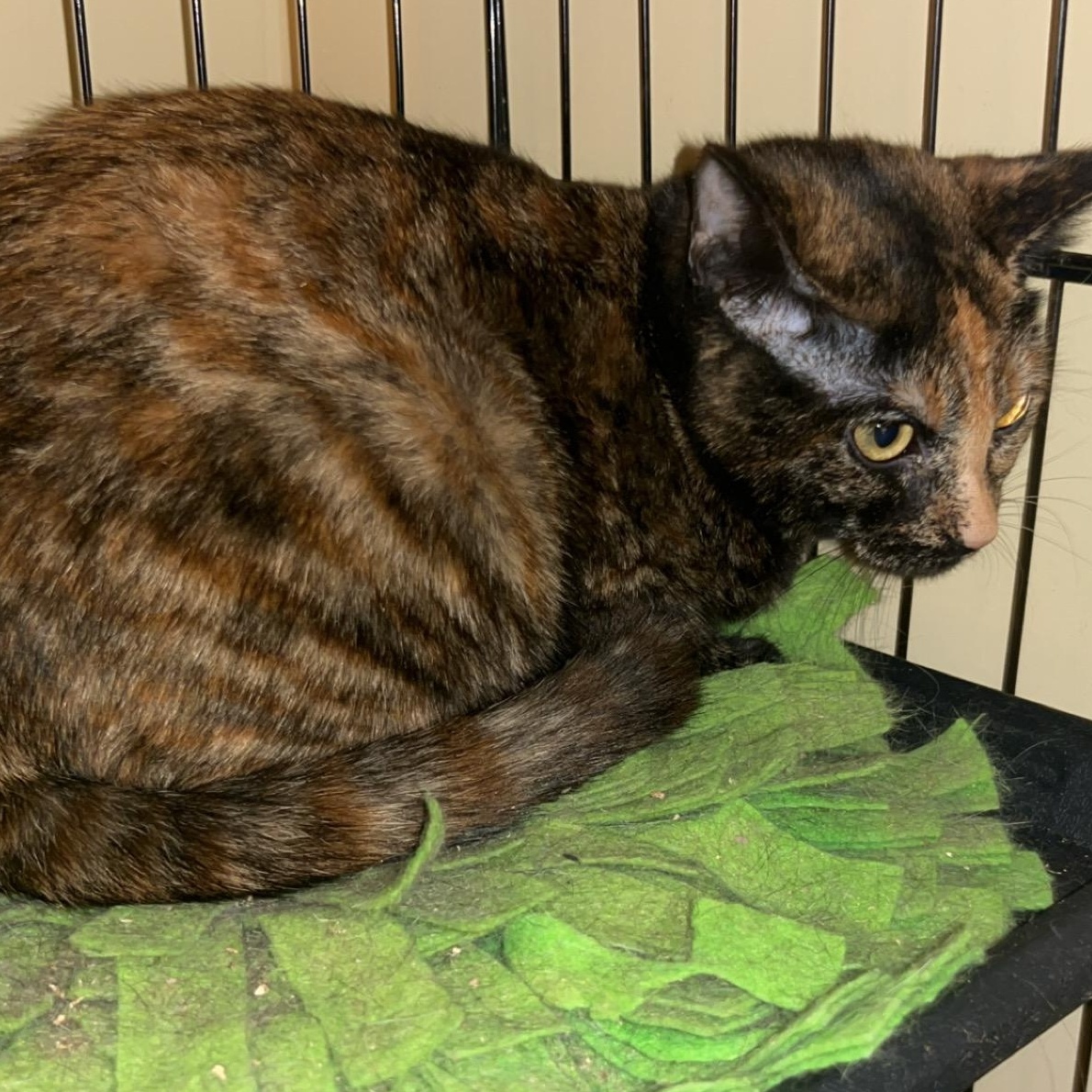 PECAN & APPLE, a Adoptable Domestic Short Hair in Portland, ME image 6/6
