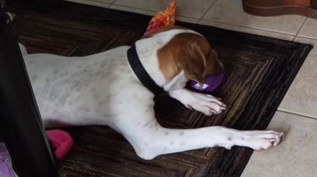 Fargo, ADOPTABLE, Puppy Male Treeing Walker Coonhound.