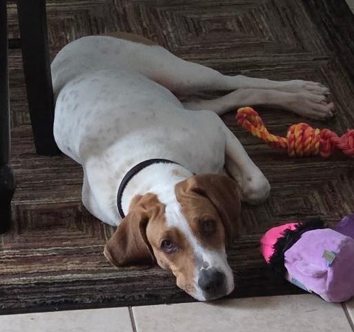 Enlarge Fargo, a ADOPTABLE mixed breed in Aurora, IL image 2/6