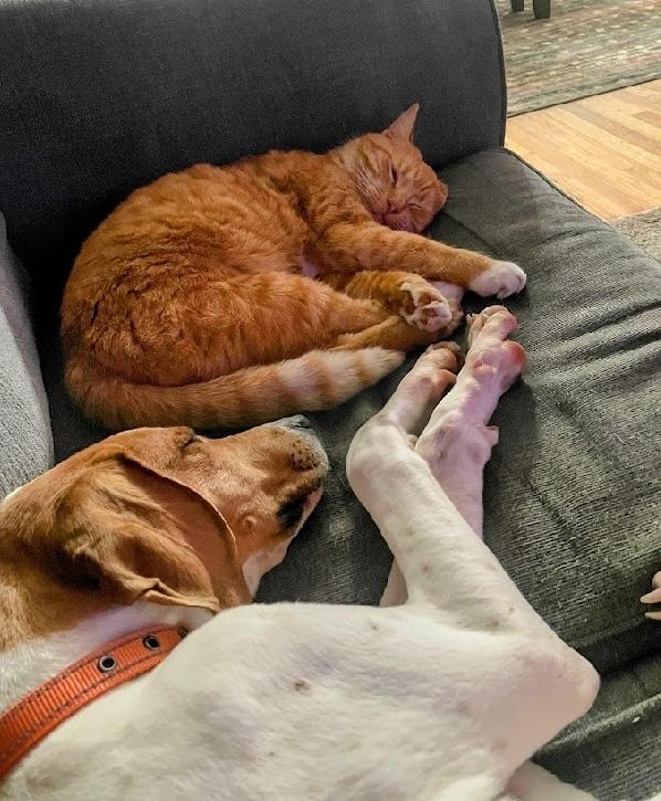 Enlarge Fargo, a ADOPTABLE mixed breed in Aurora, IL image 3/6