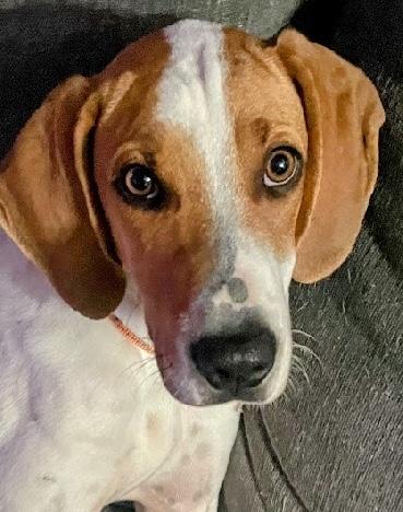 Enlarge Fargo, a ADOPTABLE mixed breed in Aurora, IL image 4/6