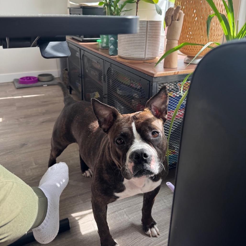 Miss Piggy, Adoptable, Adult Female Pit Bull Terrier & Mixed Breed.