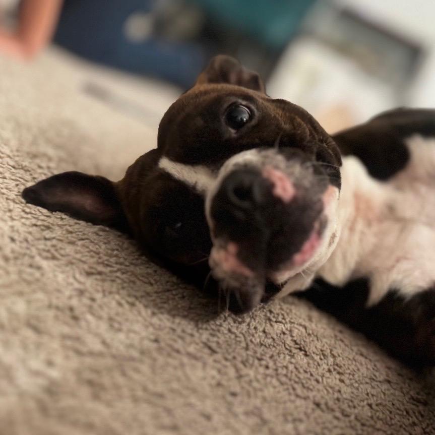 Enlarge Miss Piggy, a Adoptable mixed breed in Northville, MI image 2/5