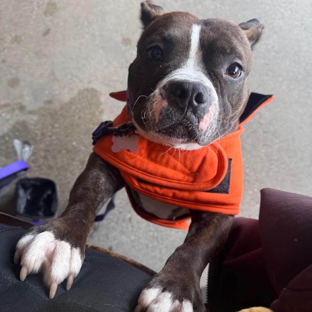 Enlarge Miss Piggy, a Adoptable mixed breed in Northville, MI image 3/5