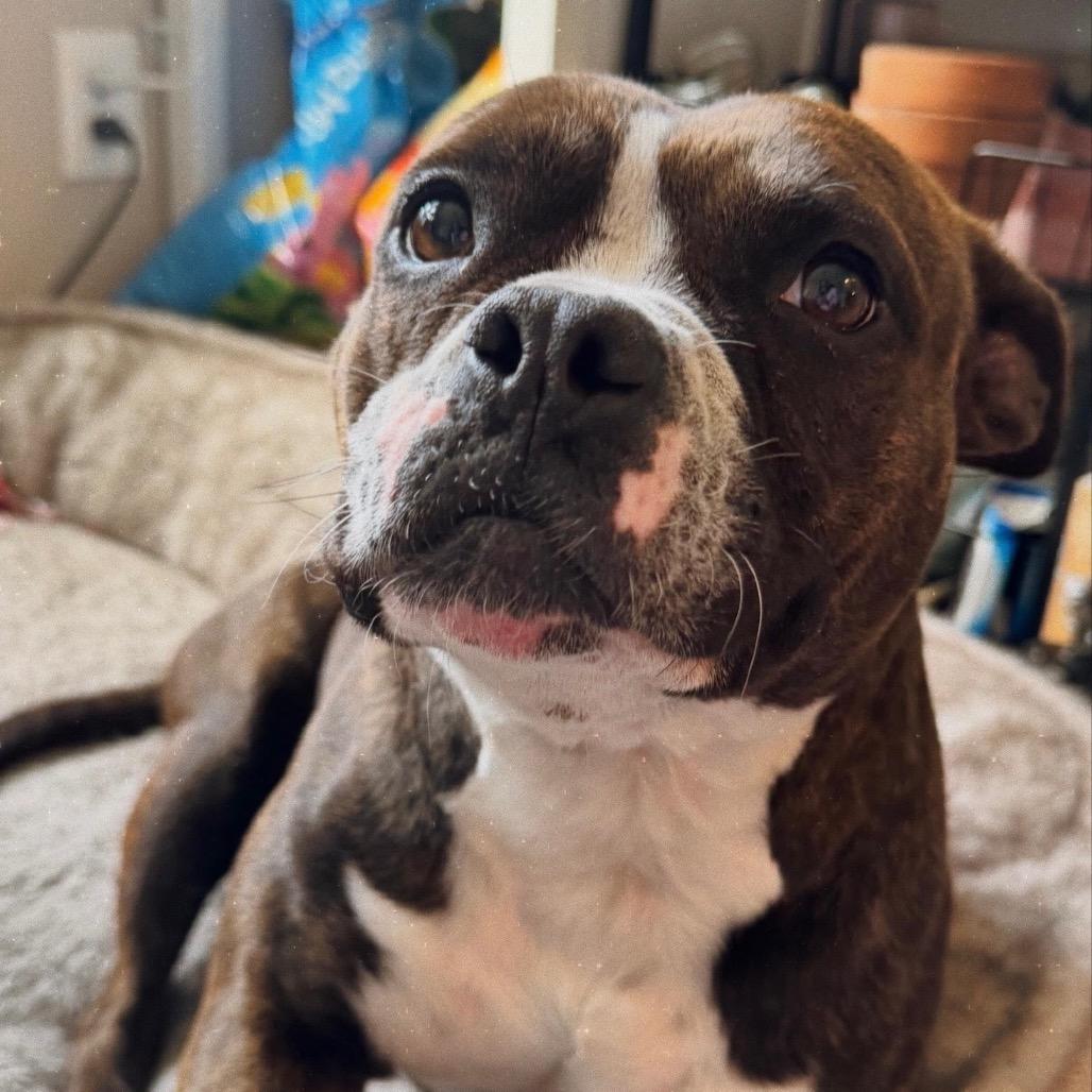 Enlarge Miss Piggy, a Adoptable mixed breed in Northville, MI image 4/5