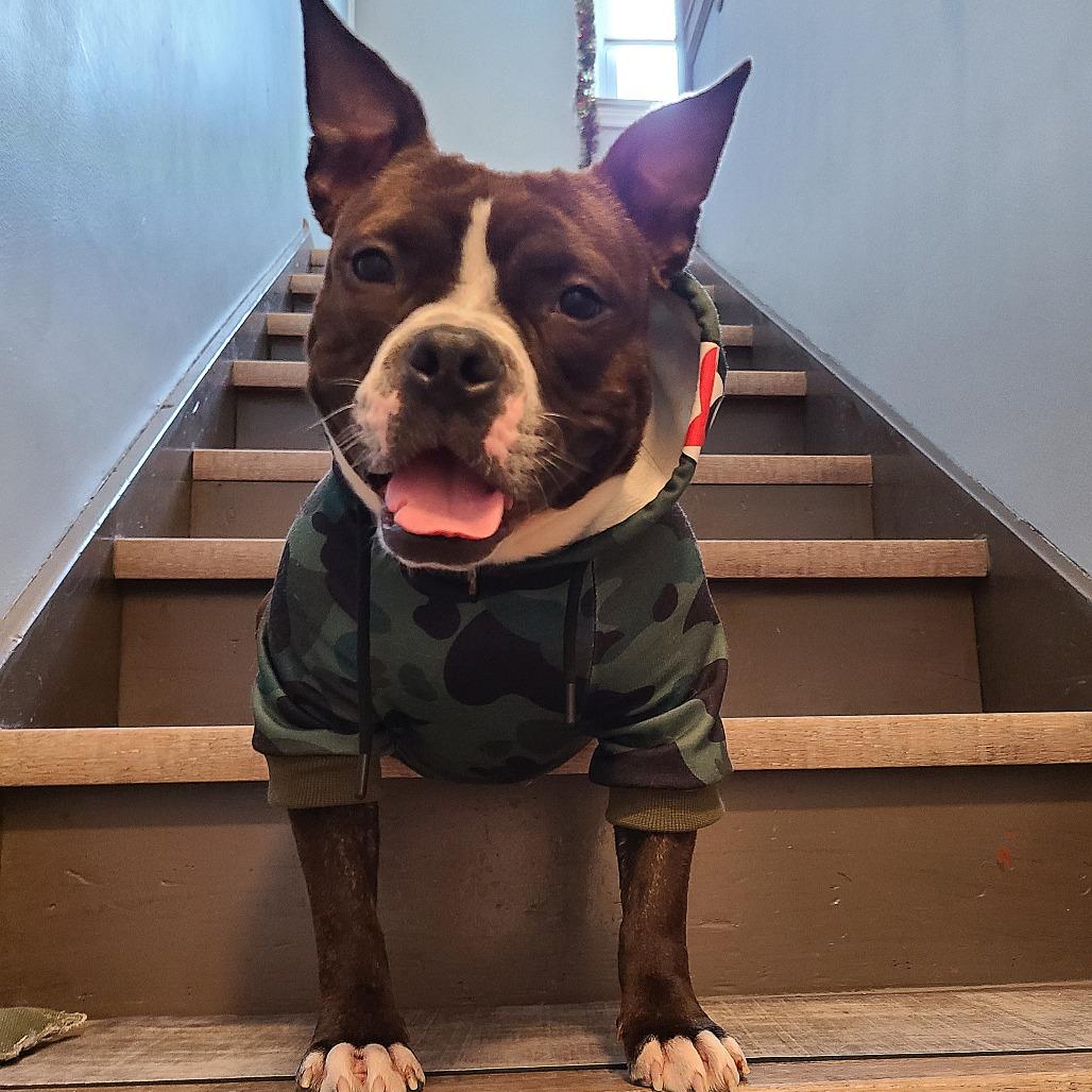 Enlarge Miss Piggy, a Adoptable mixed breed in Northville, MI image 5/5