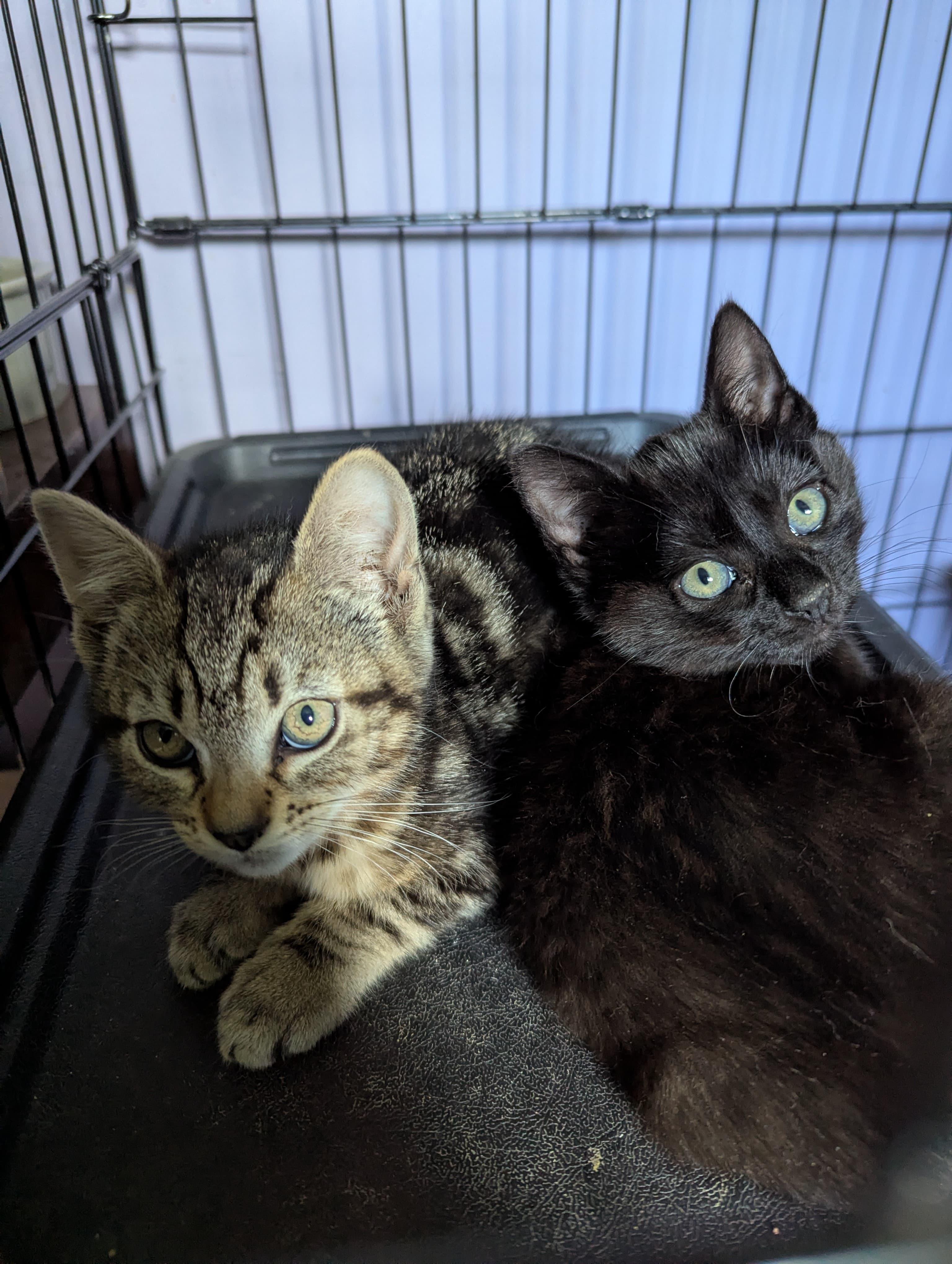 Coraline, a ADOPTABLE Domestic Short Hair in Morristown, NJ image 3/3