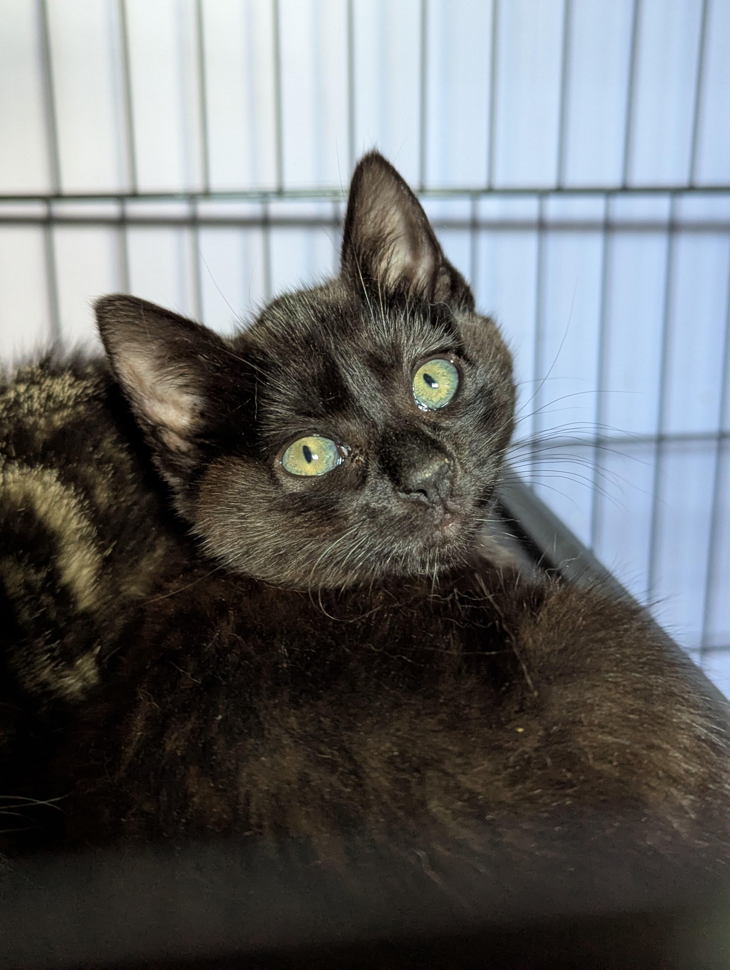 Coraline, ADOPTABLE, Kitten Female Domestic Short Hair.