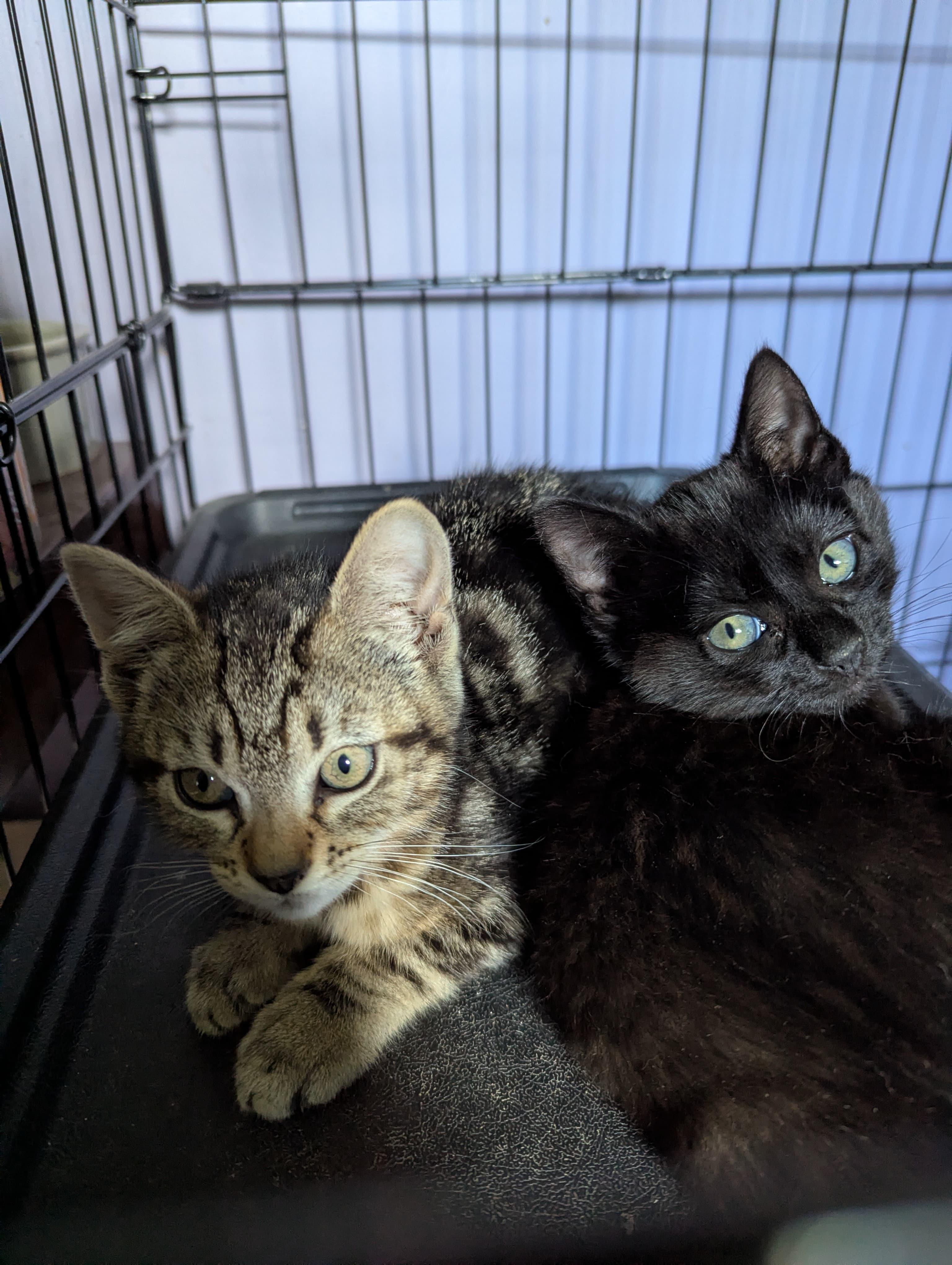 Coraline, a ADOPTABLE Domestic Short Hair in Morristown, NJ image 2/3