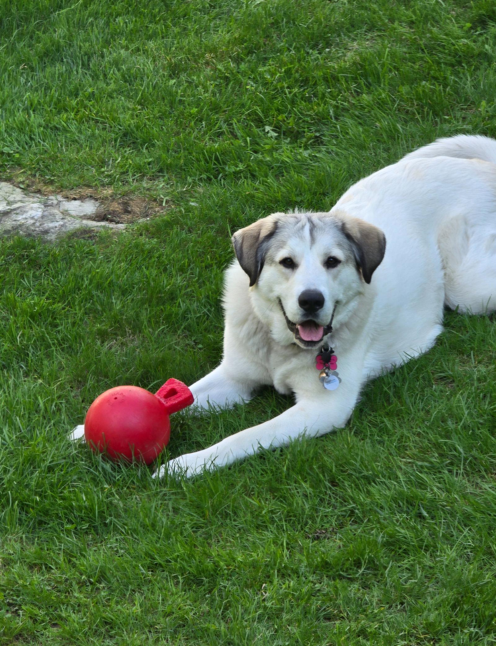 Pippa - sponsored, Adopted, Adult Female Great Pyrenees.