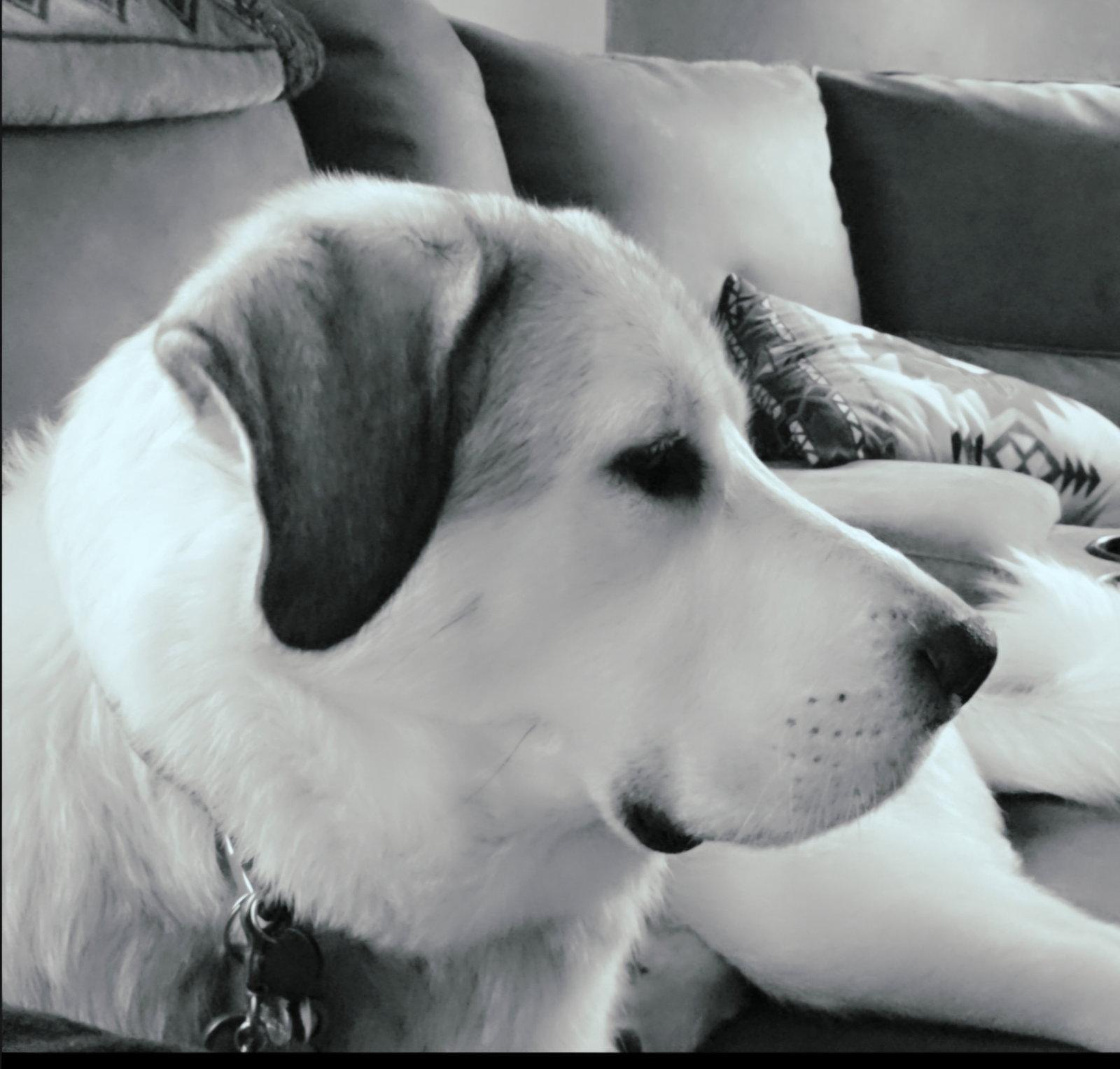 Pippa - sponsored, a Adopted Great Pyrenees in Croydon, NH image 2/3