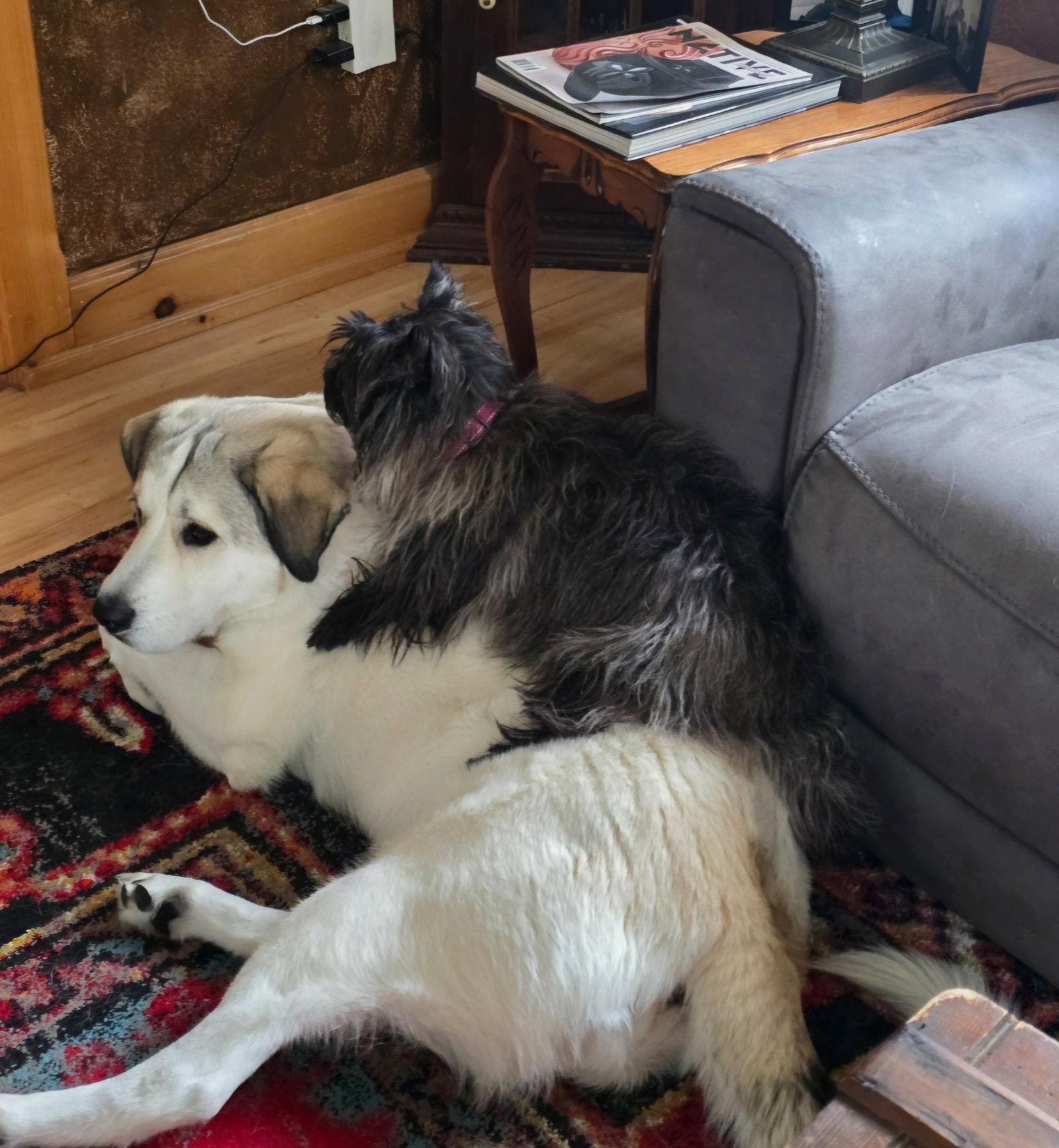 Pippa - sponsored, a Adopted Great Pyrenees in Croydon, NH image 3/3