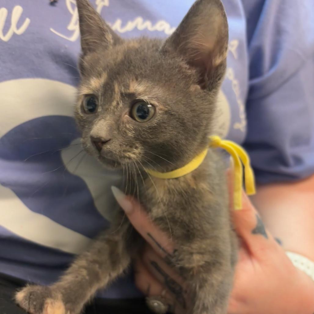 Yoshi, Adoptable, Young Female Domestic Short Hair.