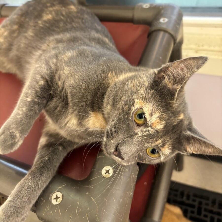 Yoshi, Adoptable, Young Female Domestic Short Hair.