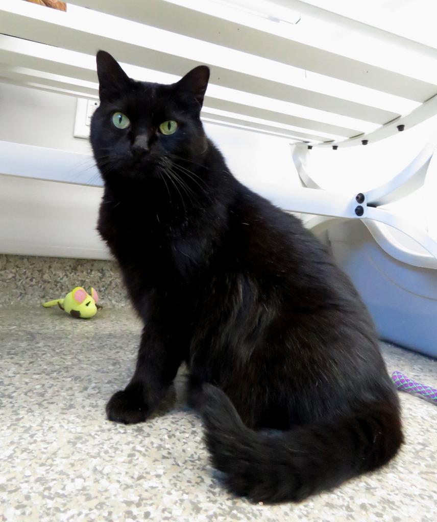 Ginerva, Adoptable, Adult Female Domestic Long Hair.