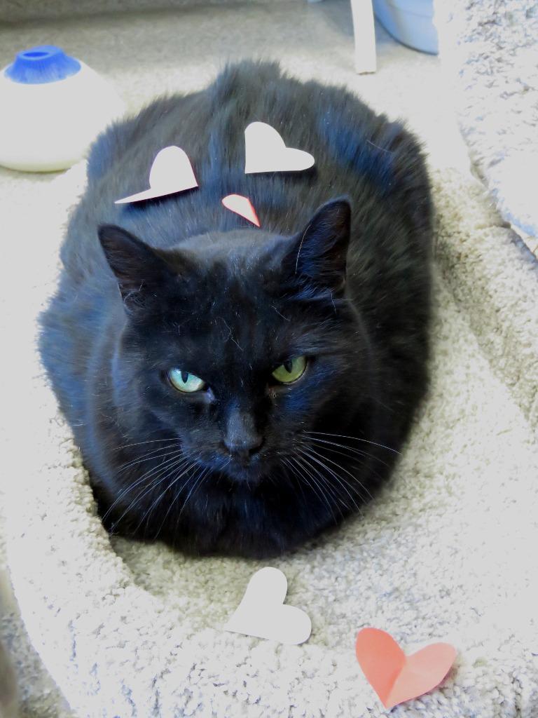 Enlarge Ginerva, a Adoptable mixed breed in Van Wert, OH image 3/3