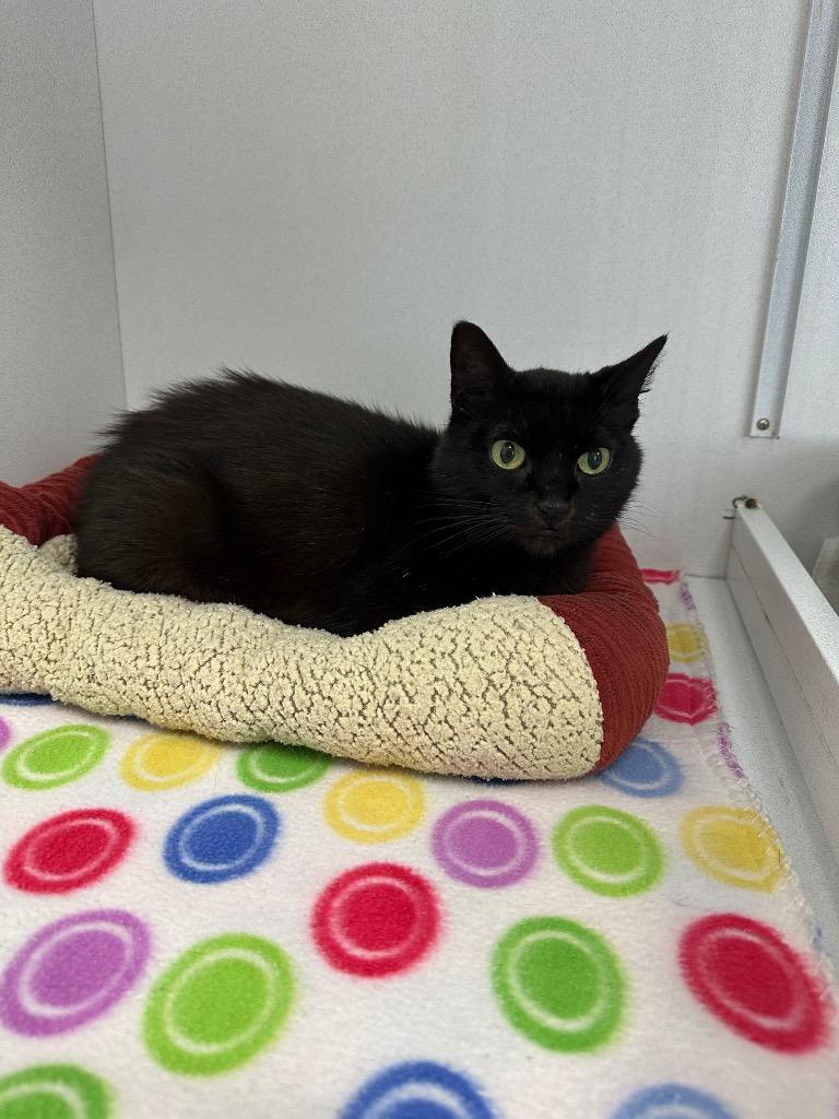 Enlarge Ginerva, a Adoptable mixed breed in Van Wert, OH image 2/2