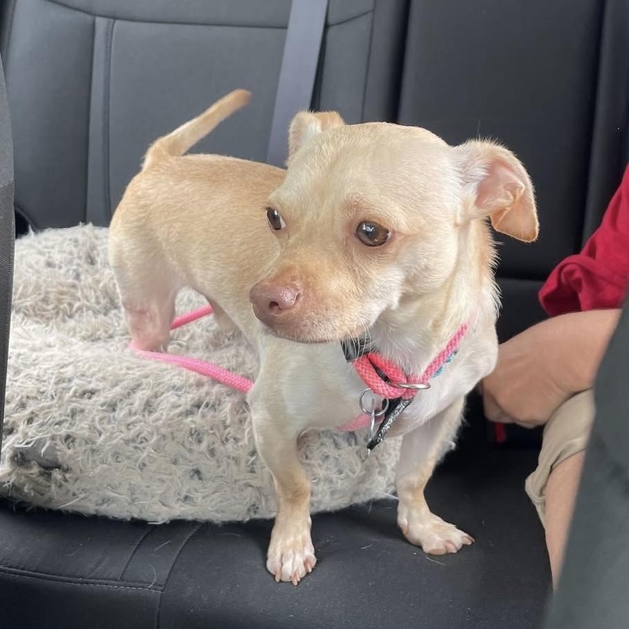 Enlarge Honda, a Adoptable mixed breed in Elkton, MD image 4/6