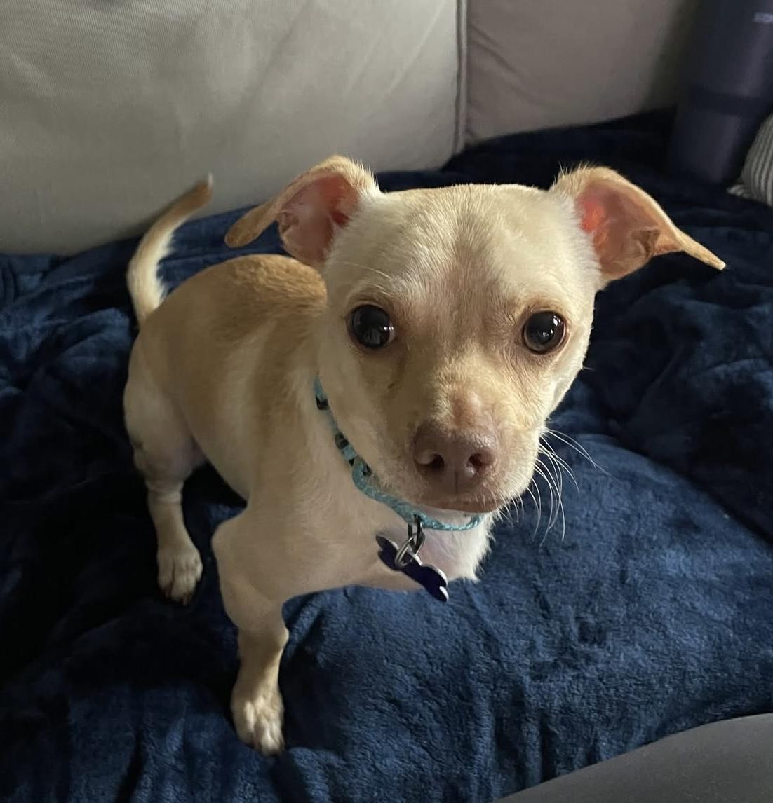 Enlarge Honda, a Adoptable mixed breed in Elkton, MD image 3/6