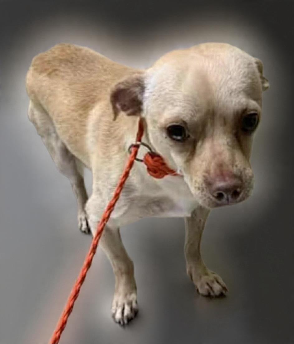 Honda, Adoptable, Adult Male Chihuahua.