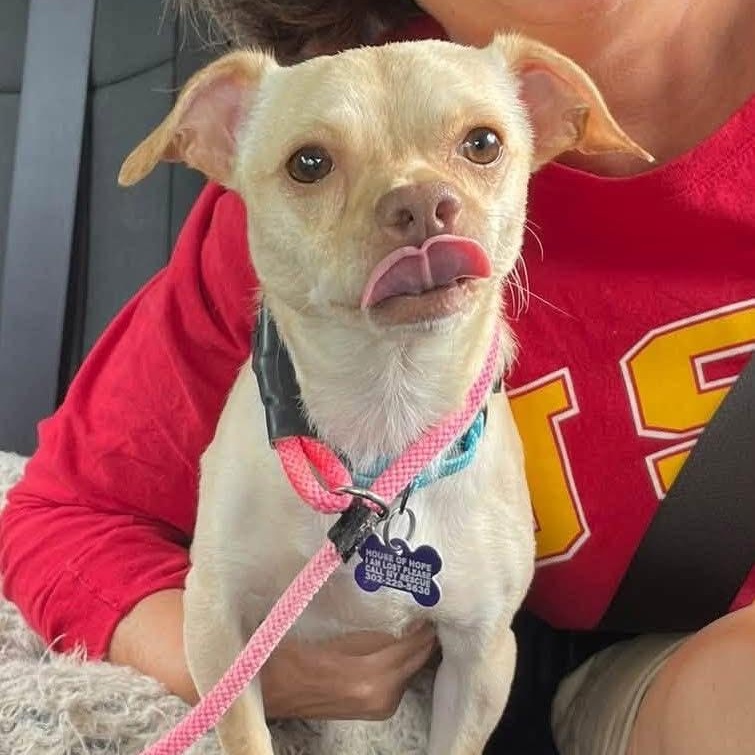 Honda, Adoptable, Adult Male Chihuahua.