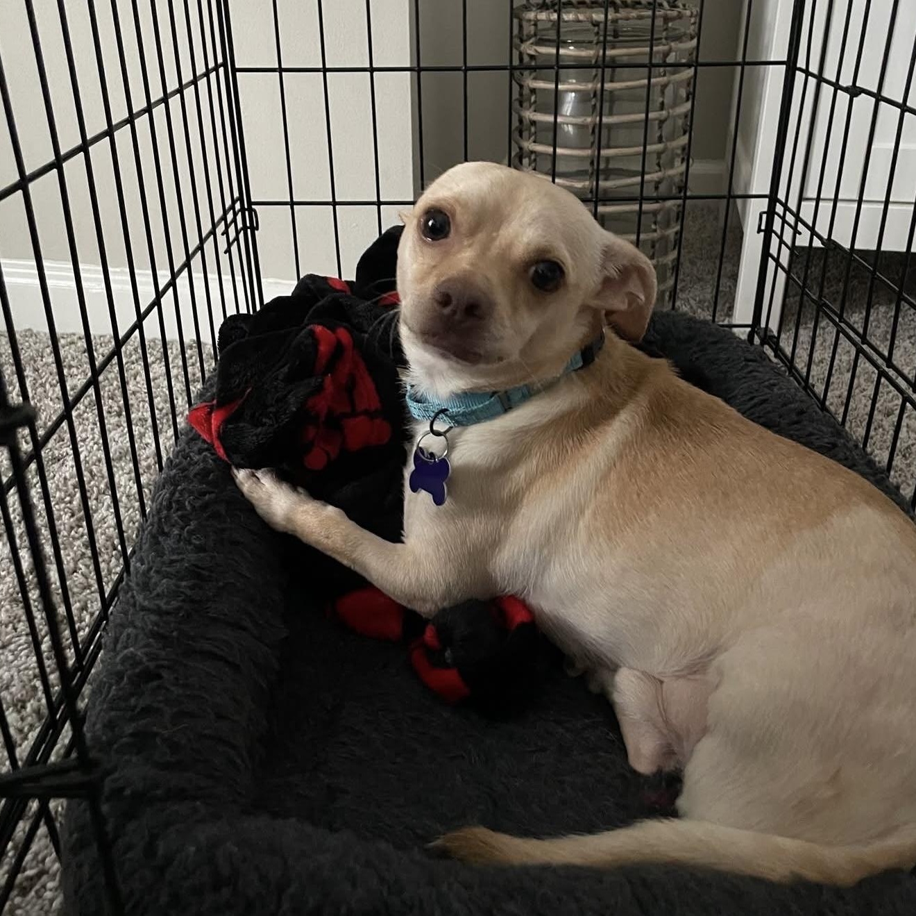 Enlarge Honda, a Adoptable mixed breed in Elkton, MD image 5/6