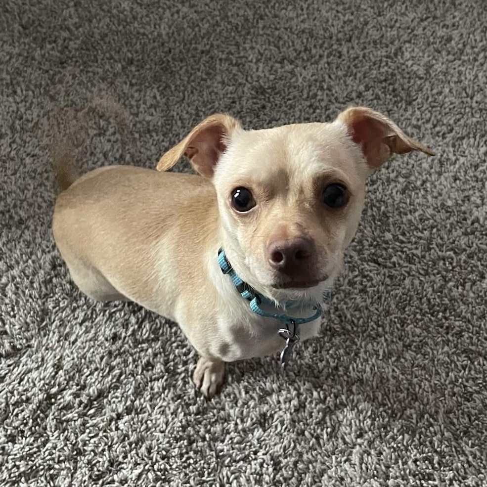 Enlarge Honda, a Adoptable mixed breed in Elkton, MD image 2/6