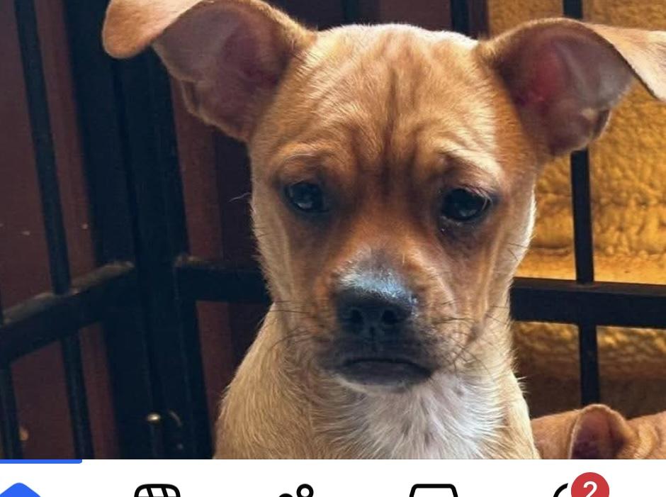 Enlarge Snoopy, a ADOPTABLE mixed breed in Joliet, IL image 2/2