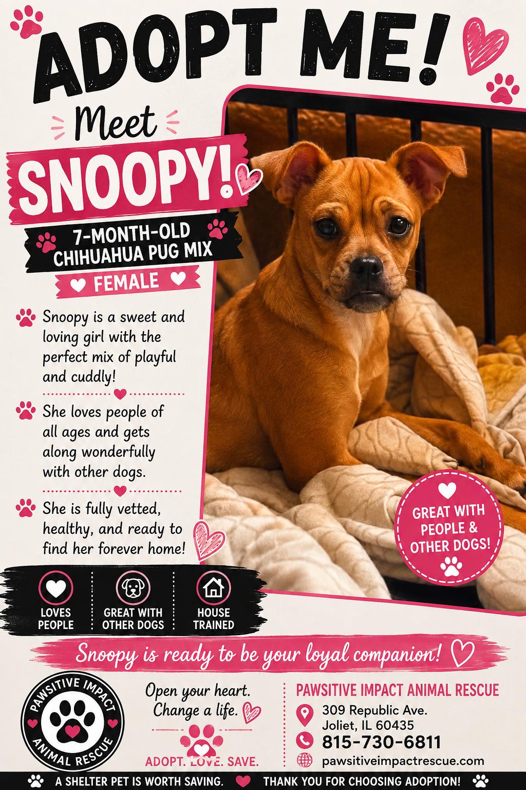 Snoopy, ADOPTABLE, Puppy Female Chug & Chihuahua.