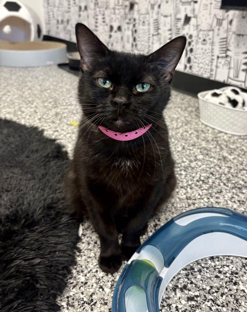 Enlarge Suzy, a ADOPTABLE Domestic Short Hair in Cortland, OH image 1/6