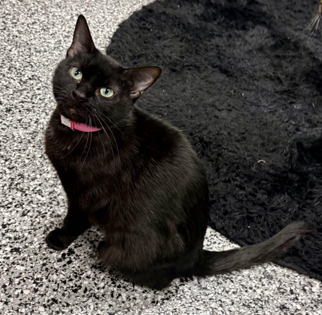 Enlarge Suzy, a ADOPTABLE Domestic Short Hair in Cortland, OH image 3/6