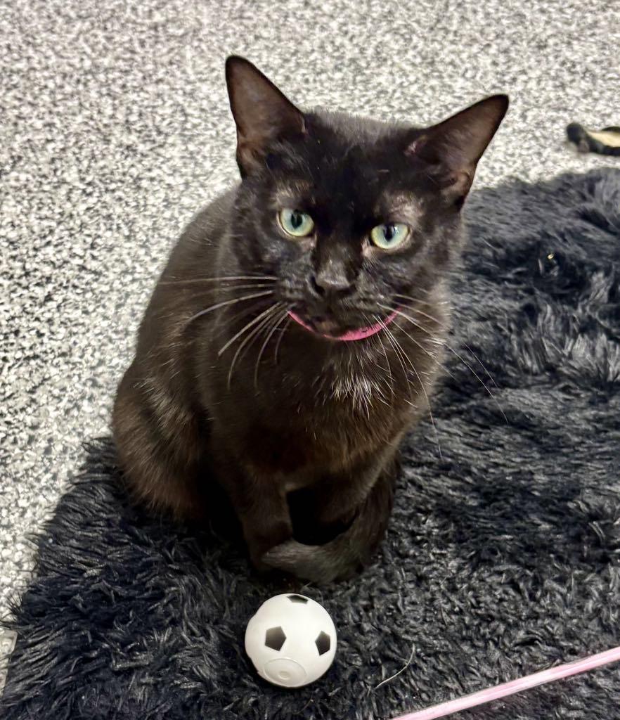 Enlarge Suzy, a ADOPTABLE Domestic Short Hair in Cortland, OH image 5/6