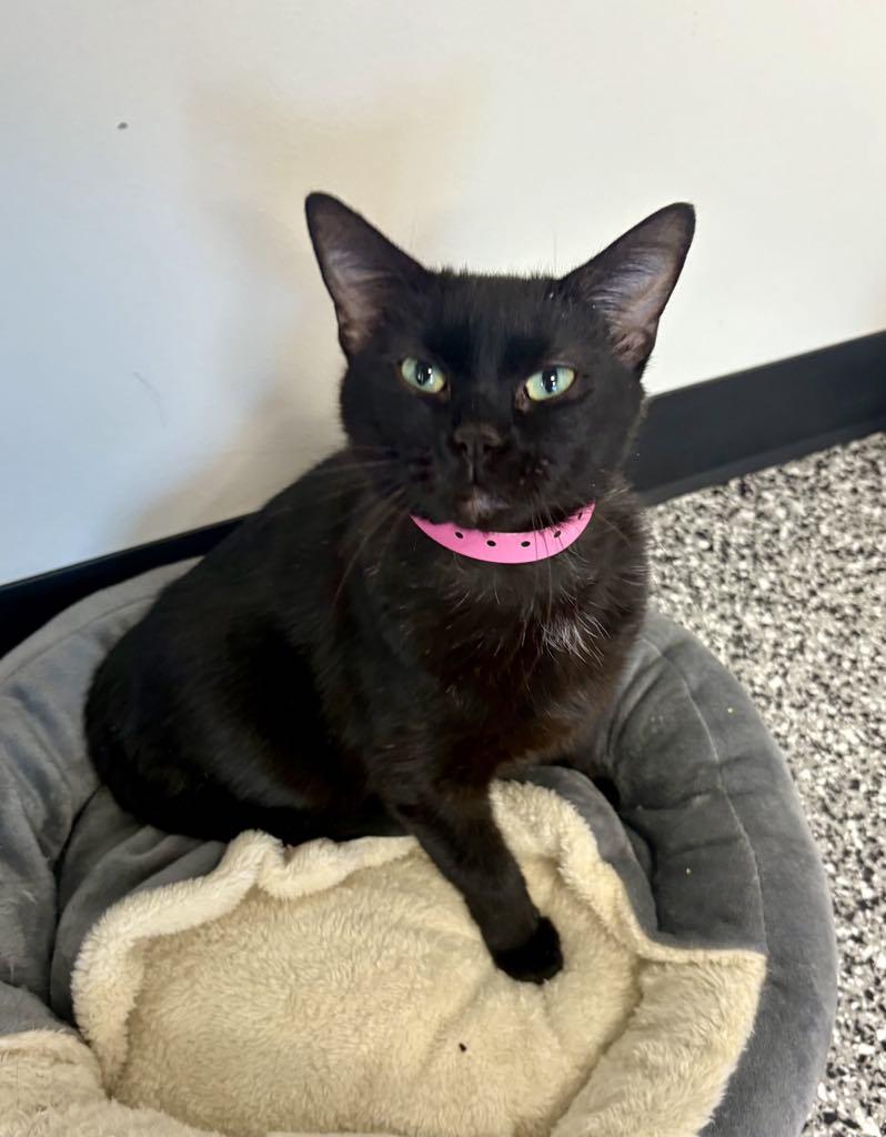 Enlarge Suzy, a ADOPTABLE Domestic Short Hair in Cortland, OH image 4/6