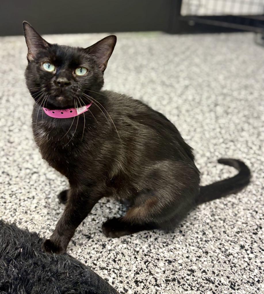 Enlarge Suzy, a ADOPTABLE Domestic Short Hair in Cortland, OH image 2/6